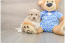 Smart Maltipoo Poodle Mix Pup