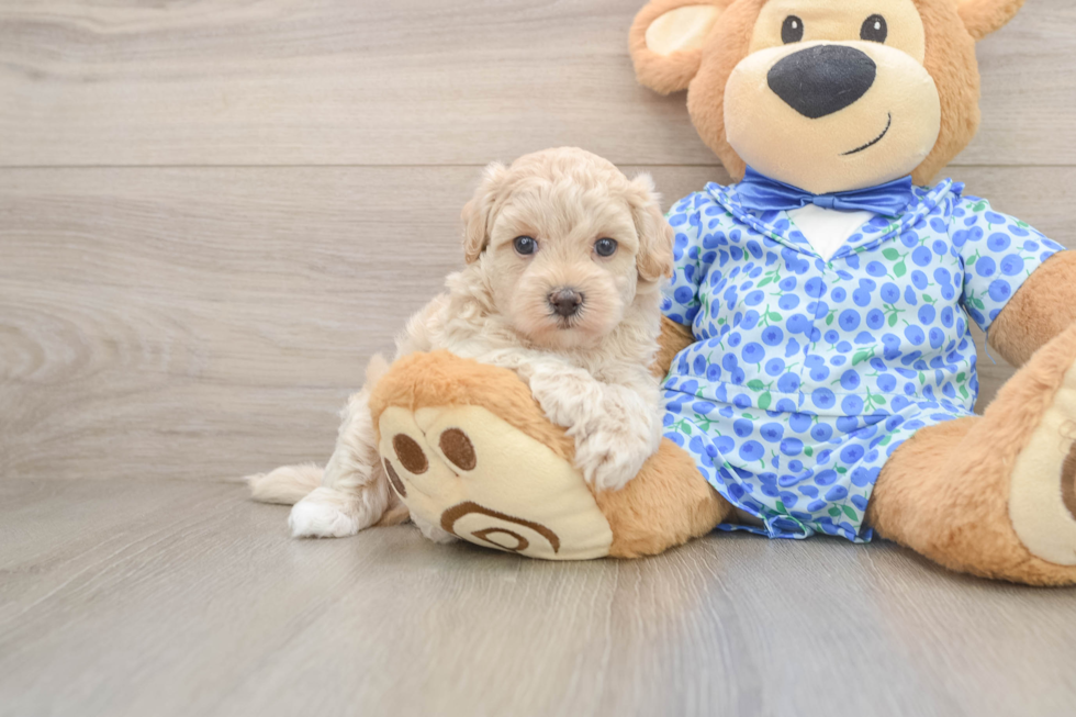 Smart Maltipoo Poodle Mix Pup