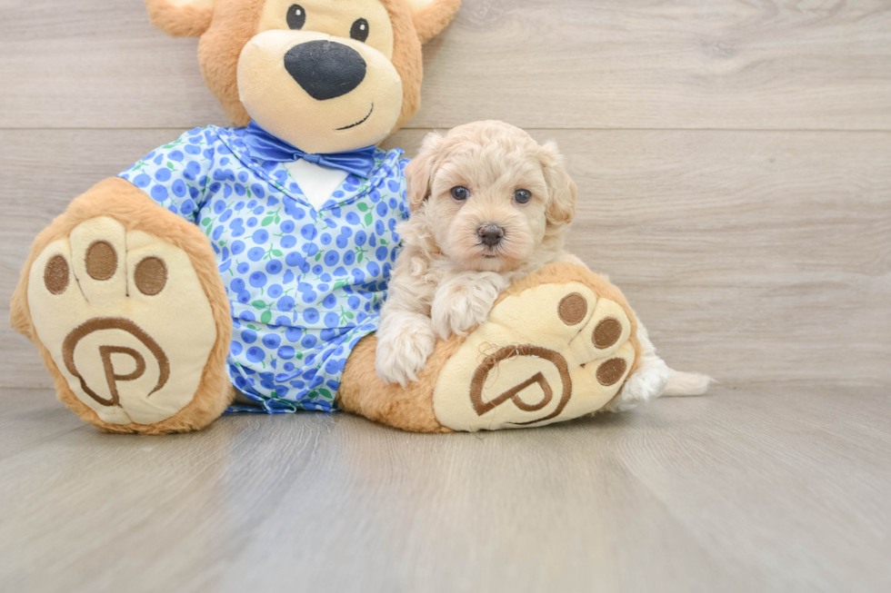 Best Maltipoo Baby