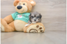 Cute Maltipoo Baby
