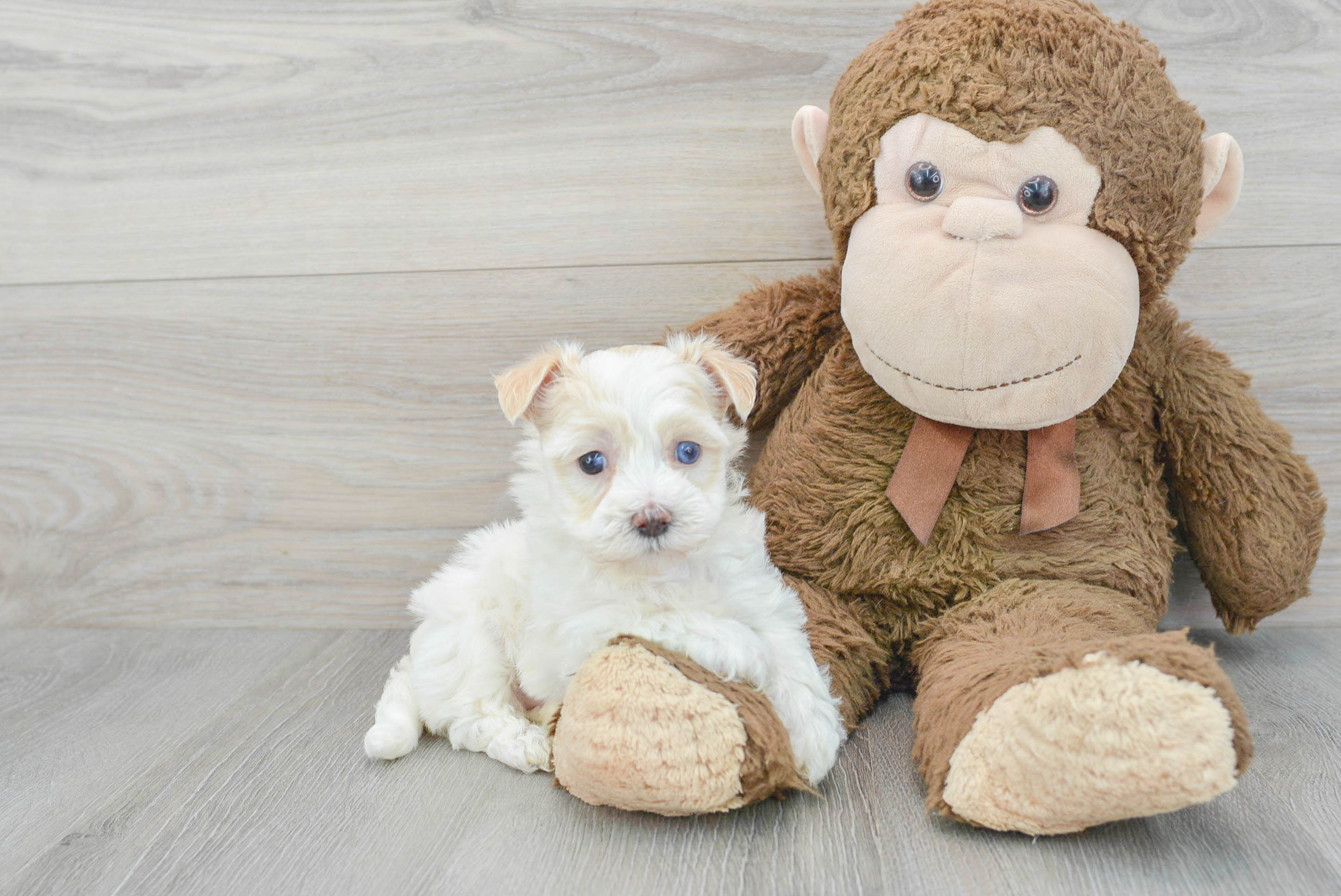 Maltipoo Puppy for Adoption