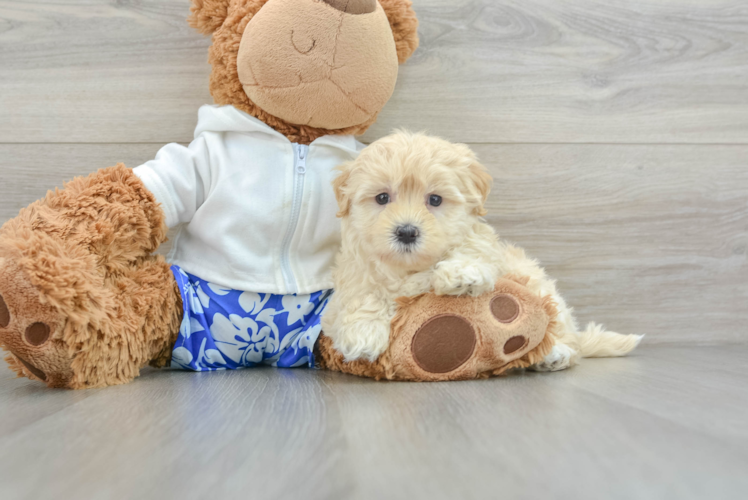 Meet Jaynee - our Maltipoo Puppy Photo 1/3 - Puppy Love PR Energetic Malt a Poo Poodle Mix Puppy