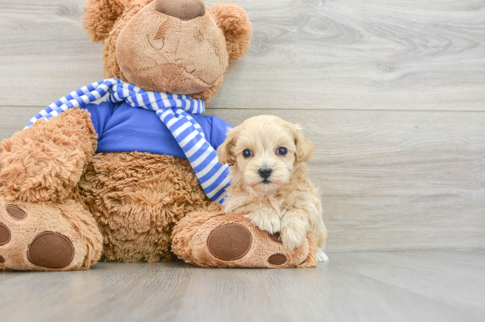 6 week old Maltipoo Puppy For Sale - Puppy Love PR