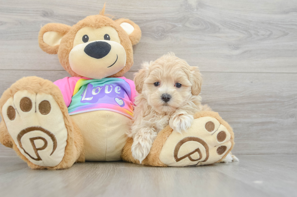 7 week old Maltipoo Puppy For Sale - Puppy Love PR