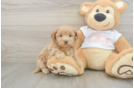Fluffy Maltipoo Poodle Mix Pup