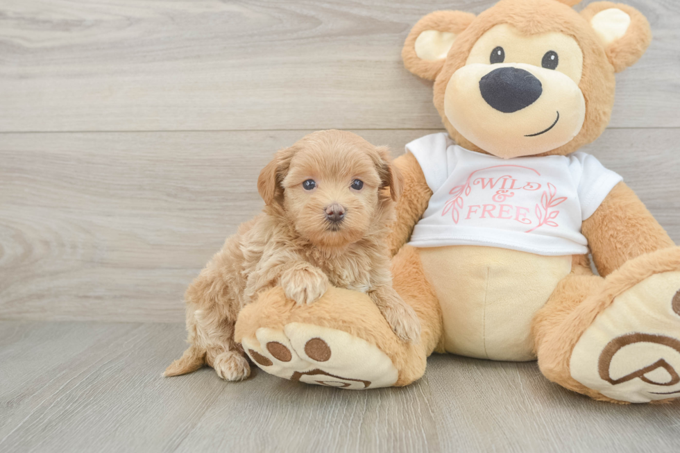 Fluffy Maltipoo Poodle Mix Pup