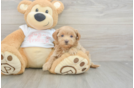 Sweet Maltipoo Baby