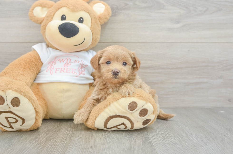 5 week old Maltipoo Puppy For Sale - Puppy Love PR