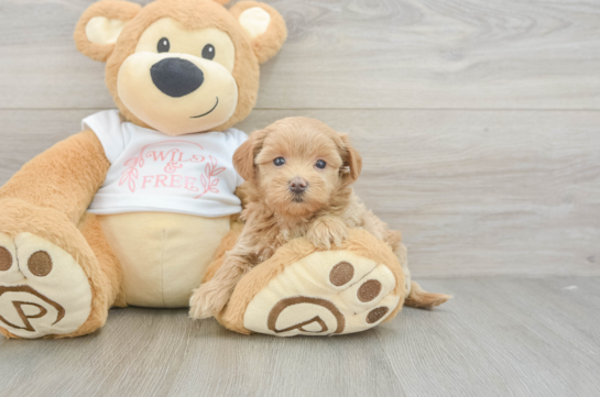 Sweet Maltipoo Baby