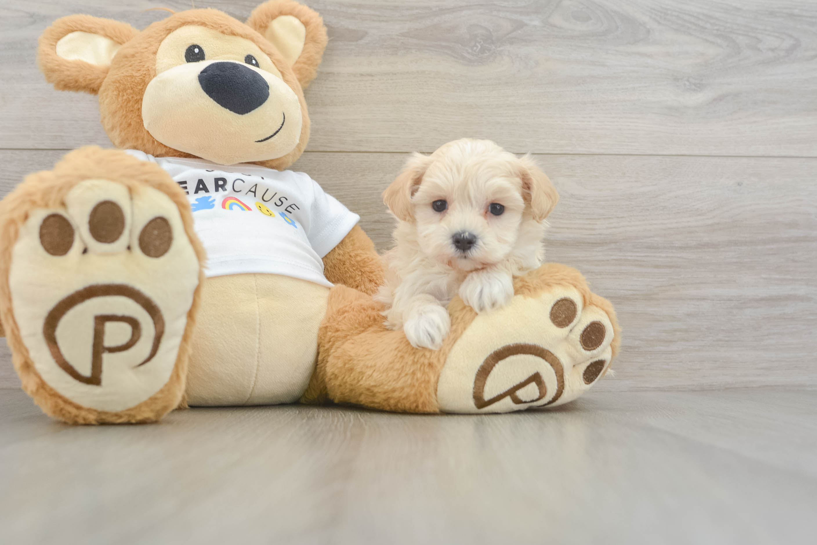 Little Moodle Poodle Mix Puppy