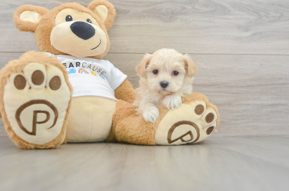 6 week old Maltipoo Puppy For Sale - Puppy Love PR