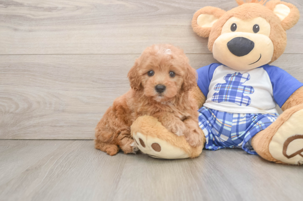 6 week old Maltipoo Puppy For Sale - Puppy Love PR