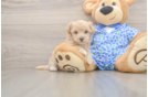 Maltipoo Pup Being Cute
