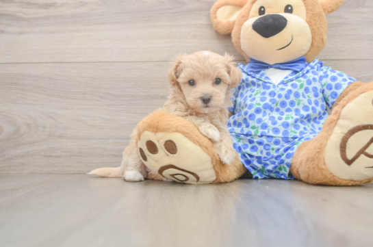 Maltipoo Pup Being Cute