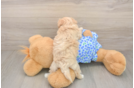 Sweet Maltipoo Baby