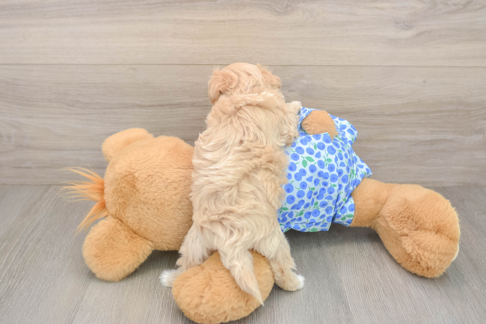 Sweet Maltipoo Baby