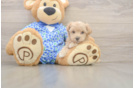 Best Maltipoo Baby