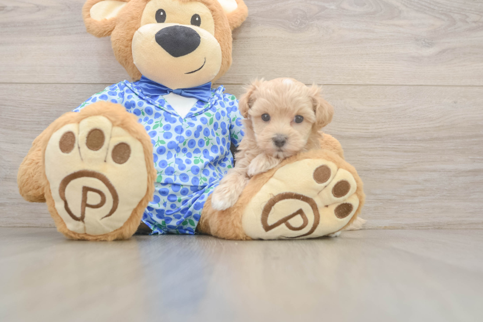 Best Maltipoo Baby