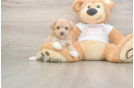 Best Maltipoo Baby