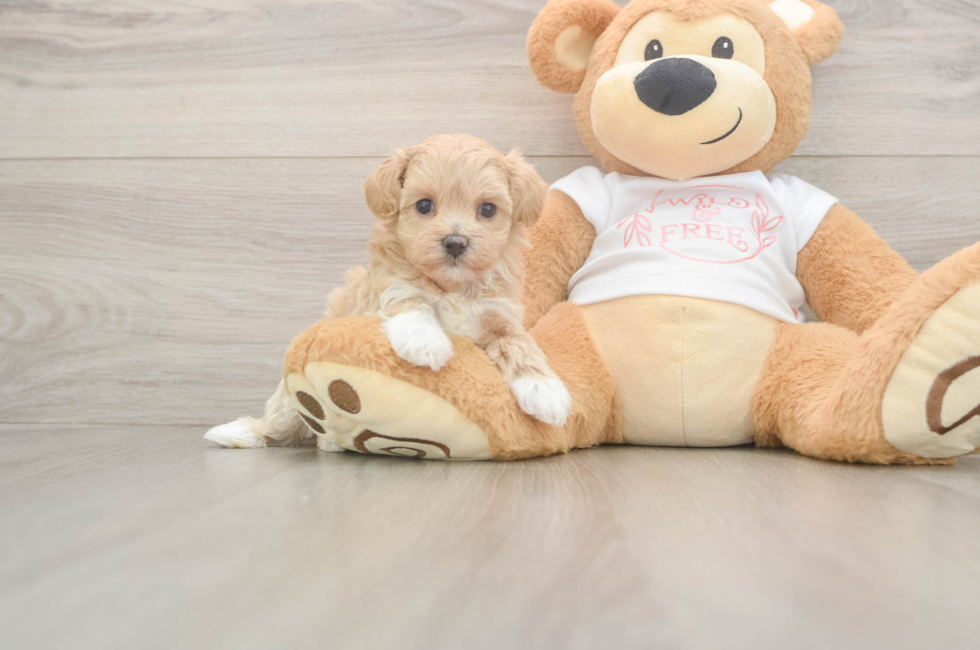 5 week old Maltipoo Puppy For Sale - Puppy Love PR