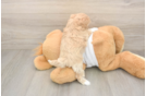 Adorable Maltidoodle Poodle Mix Puppy