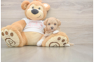 Hypoallergenic Moodle Poodle Mix Puppy
