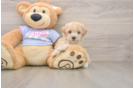 Cute Maltipoo Baby