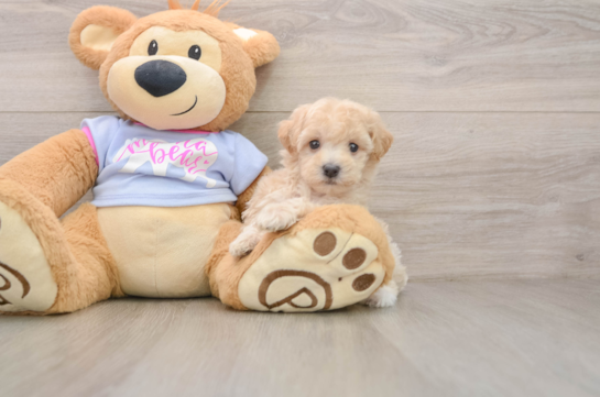 Cute Maltipoo Baby