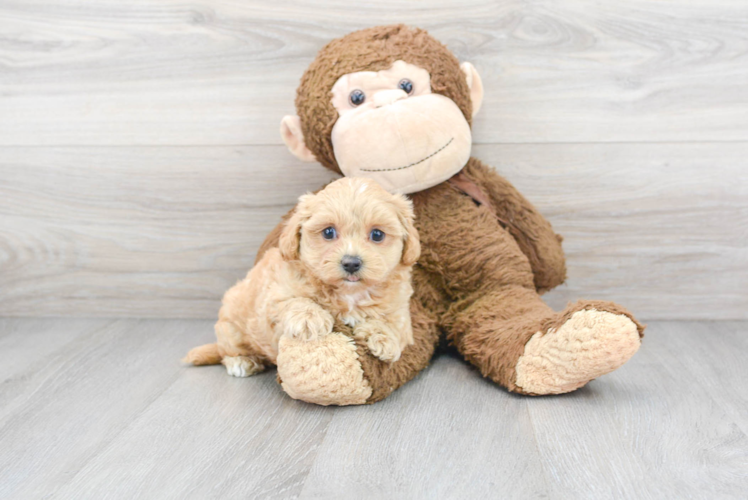 Cute Maltese Poodle Poodle Mix Puppy