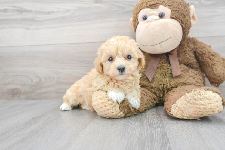 Meet Jaynee - our Maltipoo Puppy Photo 1/3 - Puppy Love PR Maltipoo Puppy for Adoption