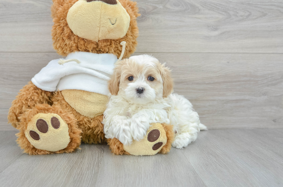 6 week old Maltipoo Puppy For Sale - Puppy Love PR