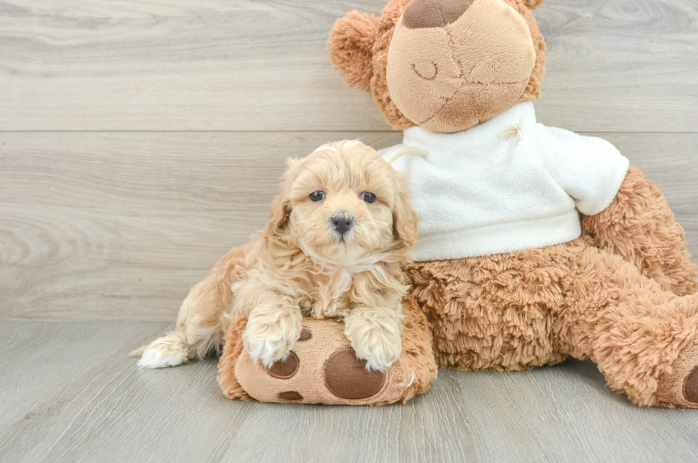 7 week old Maltipoo Puppy For Sale - Puppy Love PR