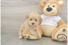 Best Maltipoo Baby