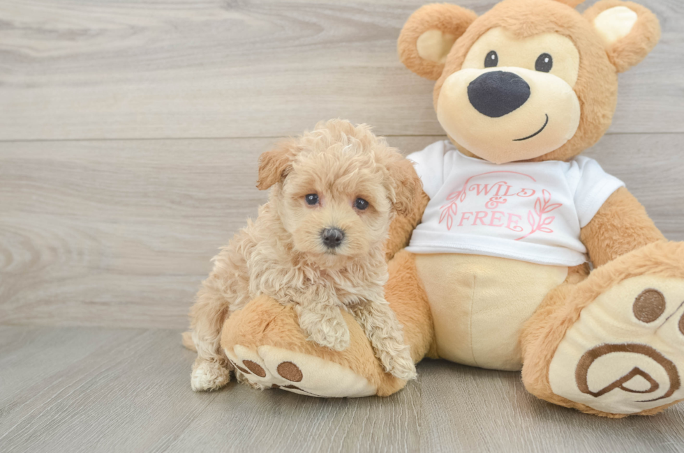 5 week old Maltipoo Puppy For Sale - Puppy Love PR