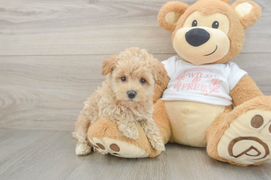 Best Maltipoo Baby