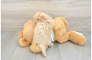 Popular Maltipoo Poodle Mix Pup