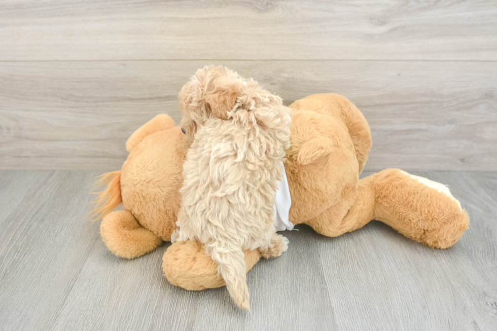 Popular Maltipoo Poodle Mix Pup