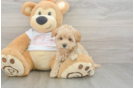 Cute Maltipoo Baby