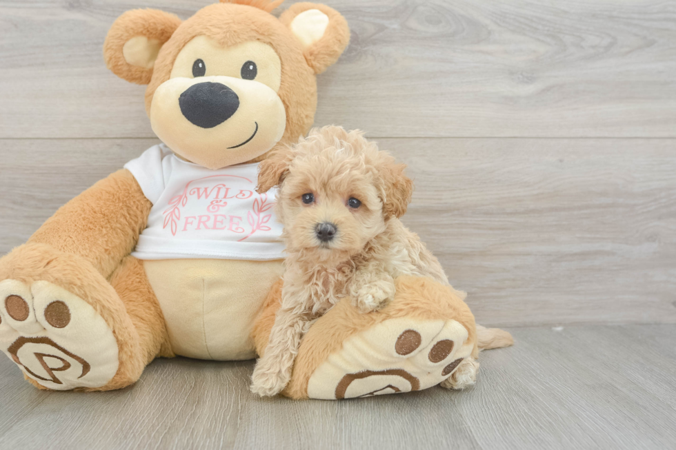 Cute Maltipoo Baby