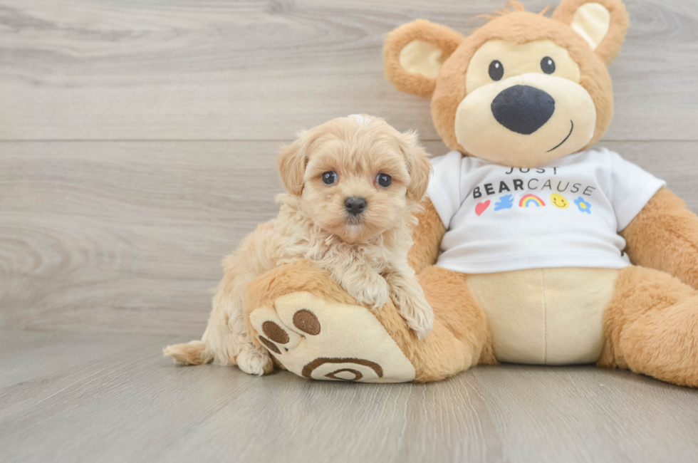 6 week old Maltipoo Puppy For Sale - Puppy Love PR