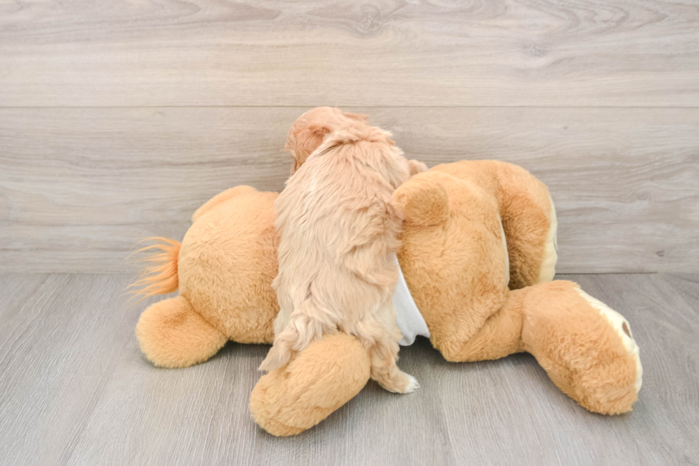 Maltipoo Puppy for Adoption