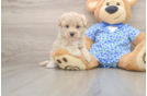 Maltipoo Pup Being Cute