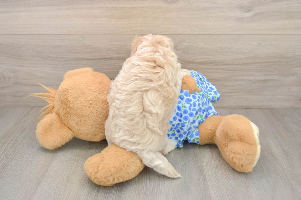 Playful Maltese Poodle Poodle Mix Puppy