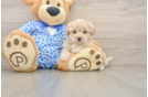 Little Maltidoodle Poodle Mix Puppy