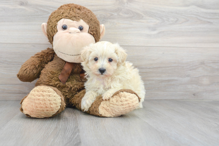 Maltipoo Pup Being Cute