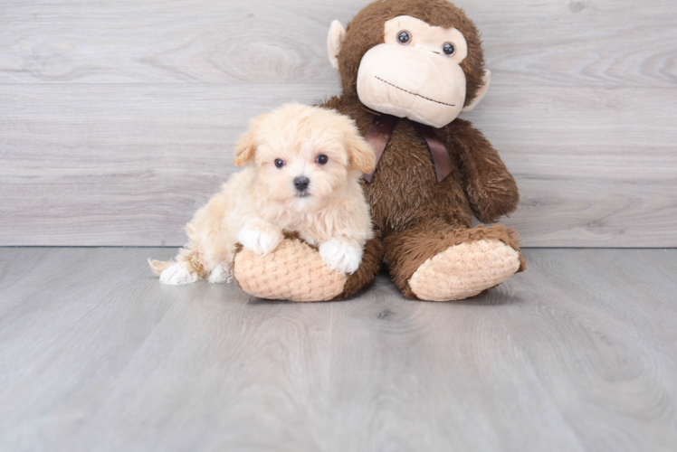 Meet Jonah - our Maltipoo Puppy Photo 1/3 - Puppy Love PR Maltipoo Puppy for Adoption