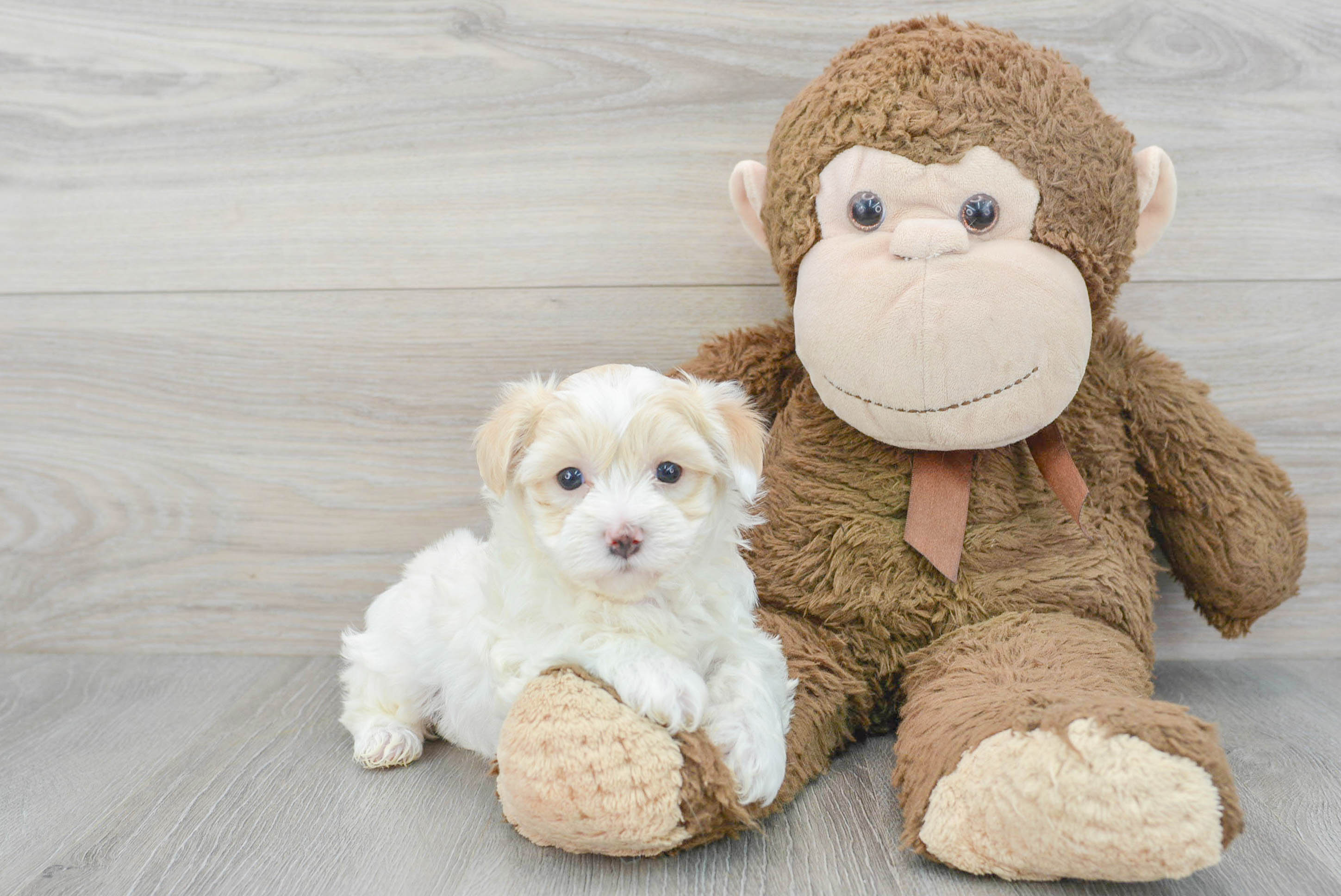 Adorable Maltepoo Poodle Mix Puppy