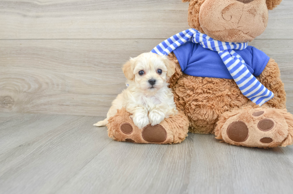 6 week old Maltipoo Puppy For Sale - Puppy Love PR