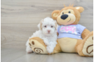 Energetic Maltepoo Poodle Mix Puppy