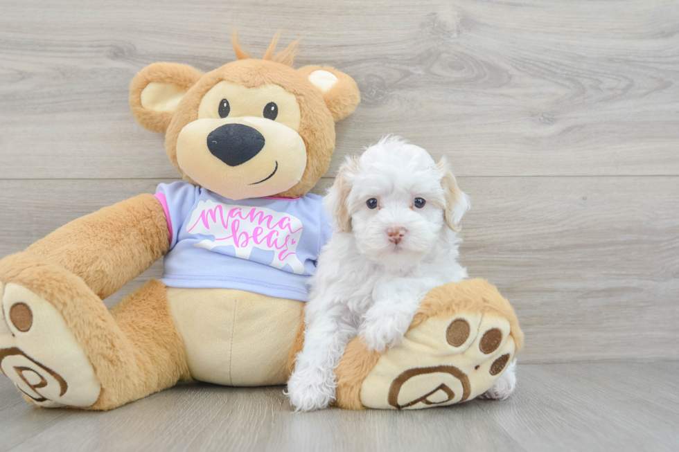 Best Maltipoo Baby